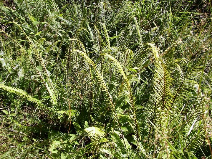 Blechnum spicant
